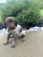 Mint girl, a female German Shorthaired Pointer for sale in Hillsboro, OH – 4 of 4