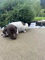Teal girl, a female German Shorthaired Pointer for sale in Hillsboro, OH – 2 of 4