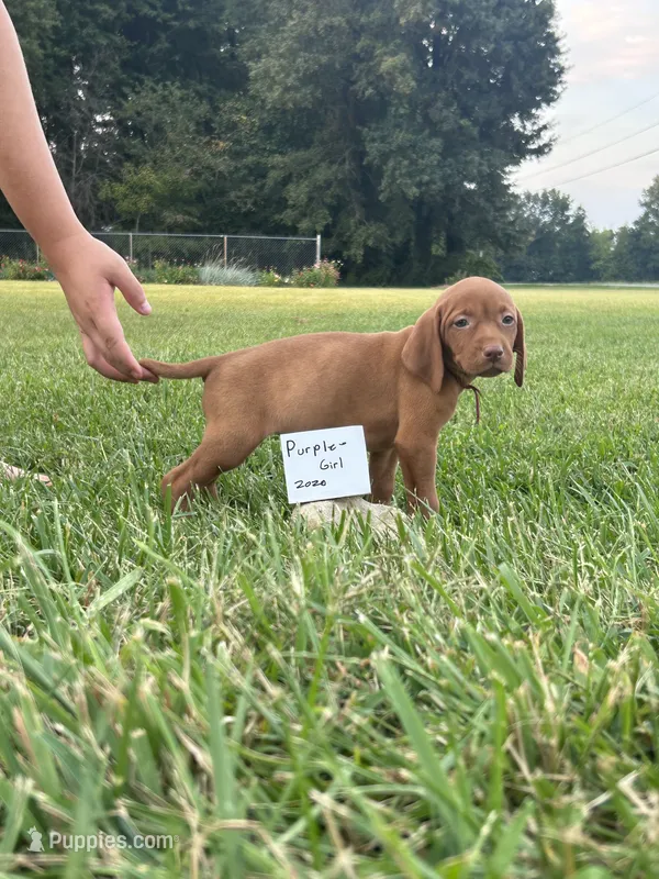 Yellow boy – Vizsla puppy for sale in Hillsboro, OH