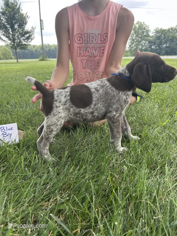 Blue boy – German Shorthaired Pointer puppy for sale in Hillsboro, OH