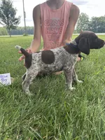 Blue boy, a male German Shorthaired Pointer for sale in Hillsboro, OH – 1 of 4
