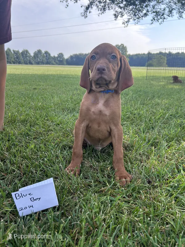 Blue Boy – Vizsla puppy for sale in Hillsboro, OH