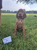 Blue Boy, a male Vizsla for sale in Hillsboro, OH – 1 of 4