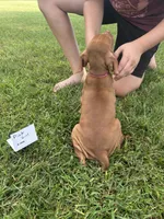 Pink girl, a female Vizsla for sale in Hillsboro, OH – 3 of 4