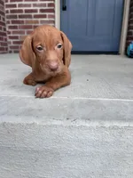 Brown Boy, a male Vizsla for sale in Hillsboro, OH – 2 of 3