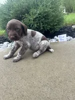 Blue boy, a male German Shorthaired Pointer for sale in Hillsboro, OH – 4 of 5