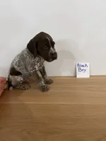 Black boy, a male German Shorthaired Pointer for sale in Hillsboro, OH – 4 of 4