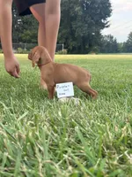 Purple girl, a female Vizsla for sale in Hillsboro, OH – 3 of 3