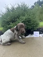 Gray boy, a male German Shorthaired Pointer for sale in Hillsboro, OH – 3 of 5