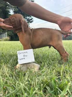 Green boy, a male Vizsla for sale in Hillsboro, OH – 3 of 3