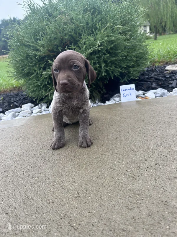 Lavender girl – German Shorthaired Pointer puppy for sale in Hillsboro, OH