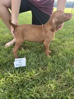 Orange boy, a male Vizsla for sale in Hillsboro, OH – 2 of 4