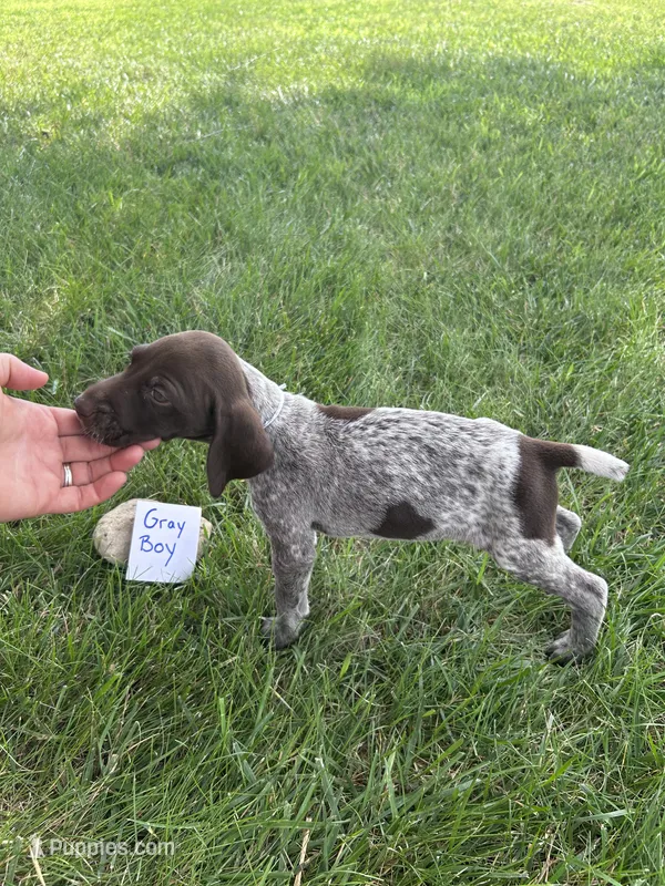 Gray boy – German Shorthaired Pointer puppy for sale in Hillsboro, OH