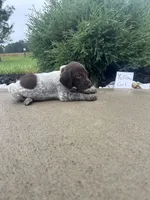 Yellow girl, a female German Shorthaired Pointer for sale in Hillsboro, OH – 2 of 4