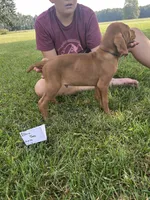 Blue Boy, a male Vizsla for sale in Hillsboro, OH – 4 of 4