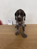 Black boy, a male German Shorthaired Pointer for sale in Hillsboro, OH – 3 of 4