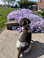 Lime Boy, a male German Shorthaired Pointer for sale in Hillsboro, OH – Photo 4 of 4