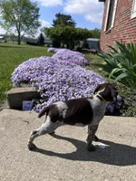 Lime Boy, a male German Shorthaired Pointer for sale in Hillsboro, OH – Photo 3 of 4