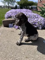 Lime Boy, a male German Shorthaired Pointer for sale in Hillsboro, OH – Photo 2 of 4