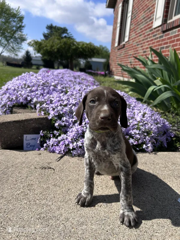 Lime Boy – German Shorthaired Pointer puppy for sale in Hillsboro, OH