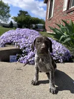 Lime Boy, a male German Shorthaired Pointer for sale in Hillsboro, OH – Photo 1 of 4
