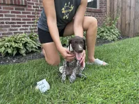 Teal girl, a female German Shorthaired Pointer for sale in Hillsboro, OH – 4 of 4