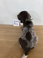 Green boy, a male German Shorthaired Pointer for sale in Hillsboro, OH – 3 of 3