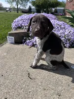Purple Girl, a female German Shorthaired Pointer for sale in Hillsboro, OH – Photo 3 of 4