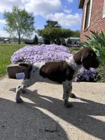 Purple Girl, a female German Shorthaired Pointer for sale in Hillsboro, OH – Photo 2 of 4