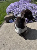Purple Girl, a female German Shorthaired Pointer for sale in Hillsboro, OH – Photo 4 of 4