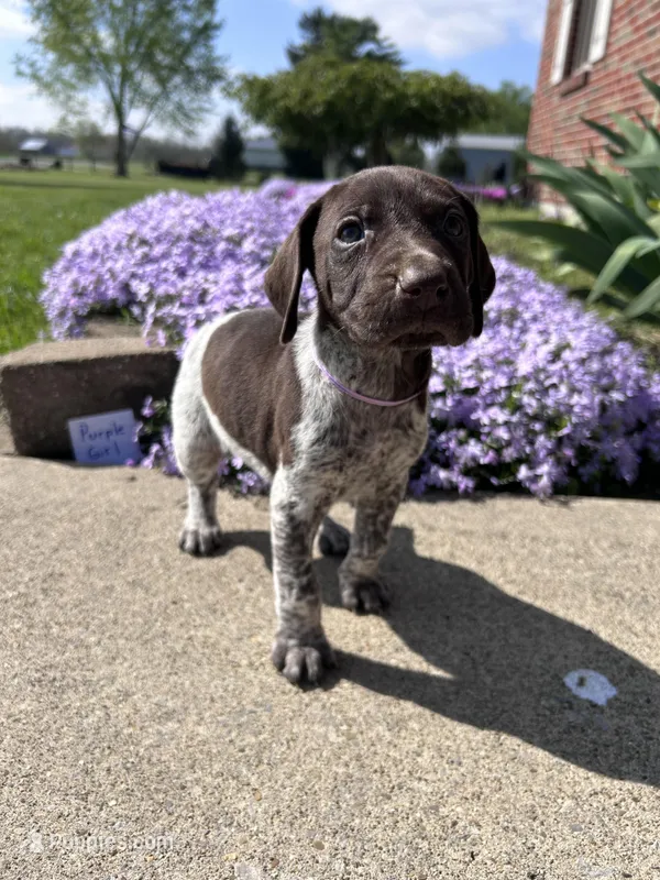 Purple Girl – German Shorthaired Pointer puppy for sale in Hillsboro, OH
