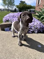 Purple Girl, a female German Shorthaired Pointer for sale in Hillsboro, OH – Photo 1 of 4
