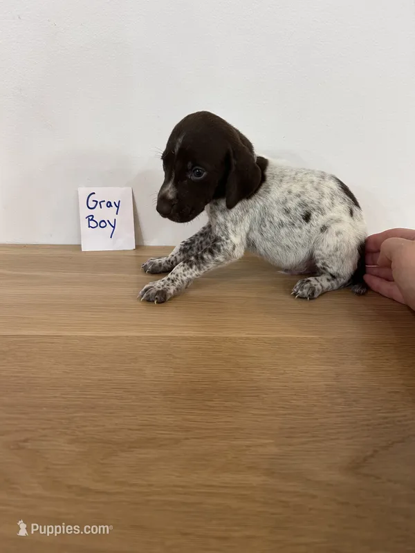 Gray Boy – German Shorthaired Pointer puppy for sale in Hillsboro, OH