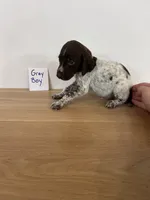 Gray Boy, a male German Shorthaired Pointer for sale in Hillsboro, OH – 1 of 3