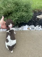 Berry Girl , a female German Shorthaired Pointer for sale in Hillsboro, OH – 3 of 4