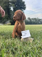 Green boy, a male Vizsla for sale in Hillsboro, OH – 2 of 3