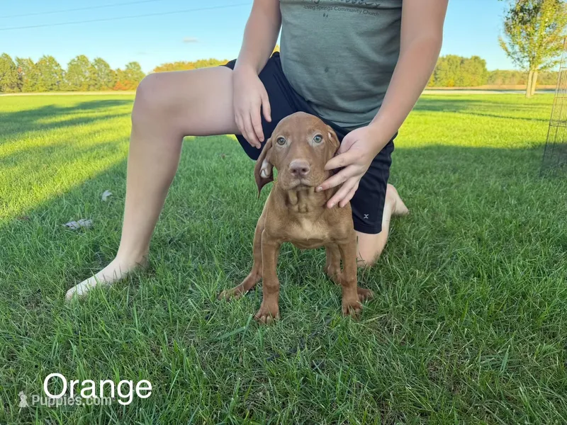 Orange boy – Vizsla puppy for sale in Hillsboro, OH