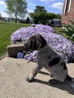 Sage Boy, a male German Shorthaired Pointer for sale in Hillsboro, OH – Photo 2 of 4
