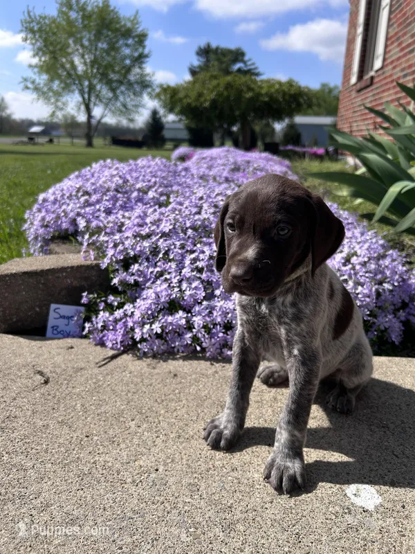 Sage Boy – German Shorthaired Pointer puppy for sale in Hillsboro, OH