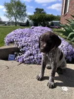 Sage Boy, a male German Shorthaired Pointer for sale in Hillsboro, OH – Photo 1 of 4