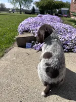Sage Boy, a male German Shorthaired Pointer for sale in Hillsboro, OH – Photo 3 of 4