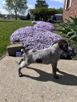 Sage Boy, a male German Shorthaired Pointer for sale in Hillsboro, OH – Photo 4 of 4