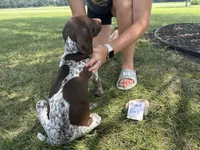 Black girl, a female German Shorthaired Pointer for sale in Hillsboro, OH – 2 of 4