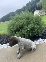 Peach girl, a female German Shorthaired Pointer for sale in Hillsboro, OH – 2 of 4