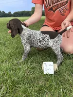 Yellow girl, a female German Shorthaired Pointer for sale in Hillsboro, OH – 3 of 4