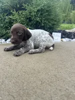 Yellow girl, a female German Shorthaired Pointer for sale in Hillsboro, OH – 3 of 4