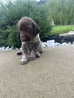 Blue boy, a male German Shorthaired Pointer for sale in Hillsboro, OH – 5 of 5