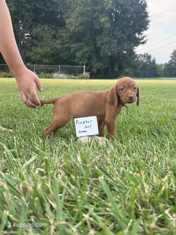 Purple girl – Vizsla puppy for sale in Hillsboro, OH