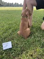 Green boy, a male Vizsla for sale in Hillsboro, OH – 2 of 4