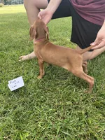 Pink girl, a female Vizsla for sale in Hillsboro, OH – 2 of 4